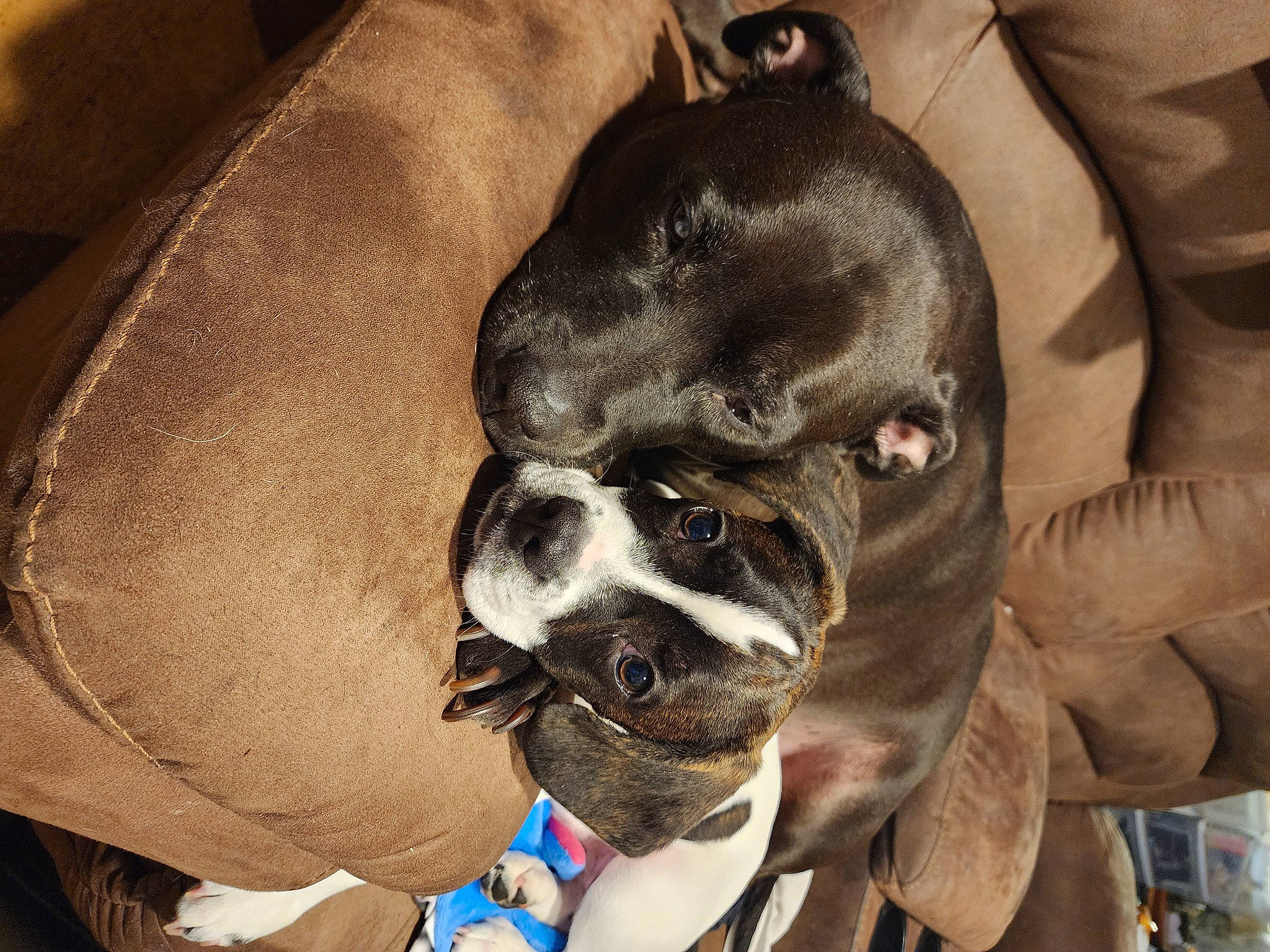 Buster is registered to the contest to win money with this photo: blue, carnivore, collar, comfort, companion_dog, dog, dog_breed, dog_collar, ear, eye, fawn, fur, head, jaw, mammal, snout, sporting_group, toy_dog, whiskers, working_animal