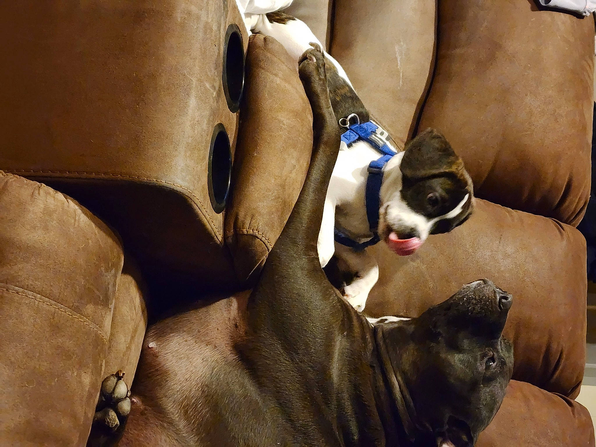 Buster joined the competition — help win amazing prizes! armrest, bag, canidae, carnivore, collar, comfort, companion_dog, dog, dog_breed, dog_supply, ear, fawn, felidae, nap, pet_supply, sitting, snout, sporting_group, whiskers, working_animal