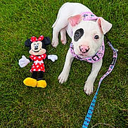 Puppup is registered to the contest to win money with this photo: puppy, dog, grass, toy, plush_toy, minnie_mouse, leash, harness, pink, white_dog, black_patch, cute, pet, outdoor, animal, playful, young_dog, summer, greenery, closeup
