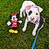 Puppup