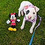 animal, black_patch, closeup, cute, dog, grass, greenery, harness, leash, minnie_mouse, outdoor, pet, pink, playful, plush_toy, puppy, summer, toy, white_dog, young_dog