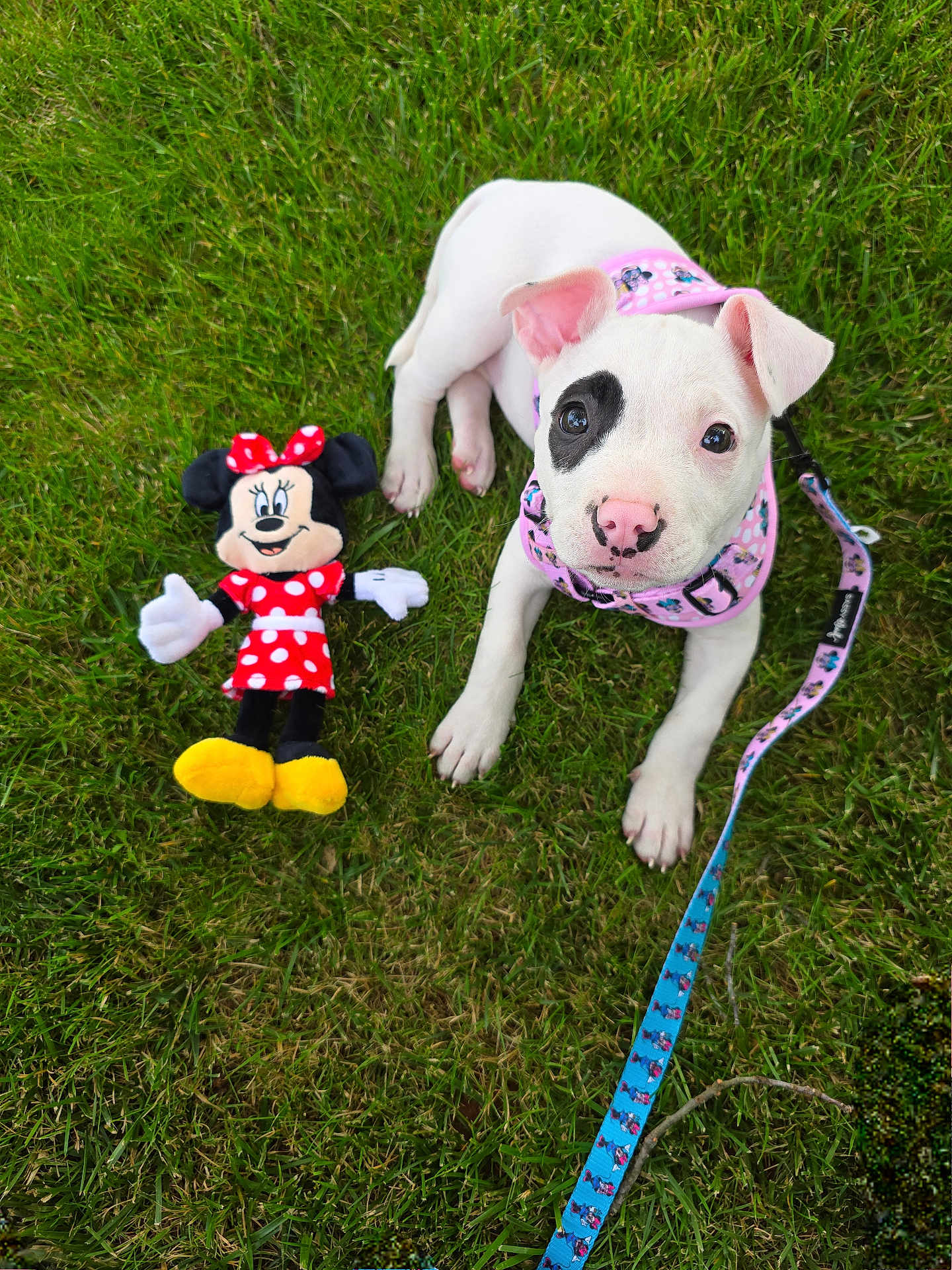 Puppup is registered to the contest to win money with this photo: puppy, dog, grass, toy, plush_toy, minnie_mouse, leash, harness, pink, white_dog, black_patch, cute, pet, outdoor, animal, playful, young_dog, summer, greenery, closeup