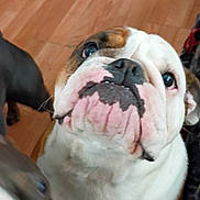 Bailey May is registered to the contest to win money with this photo: animal, blurred, bulldog, canine, close_up, companion, cute, dog, domestic, face, floor, friend, house, indoor, looking_up, mammal, pet, two_dogs, wooden_floor, wrinkles