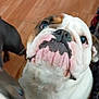 animal, blurred, bulldog, canine, close_up, companion, cute, dog, domestic, face, floor, friend, house, indoor, looking_up, mammal, pet, two_dogs, wooden_floor, wrinkles