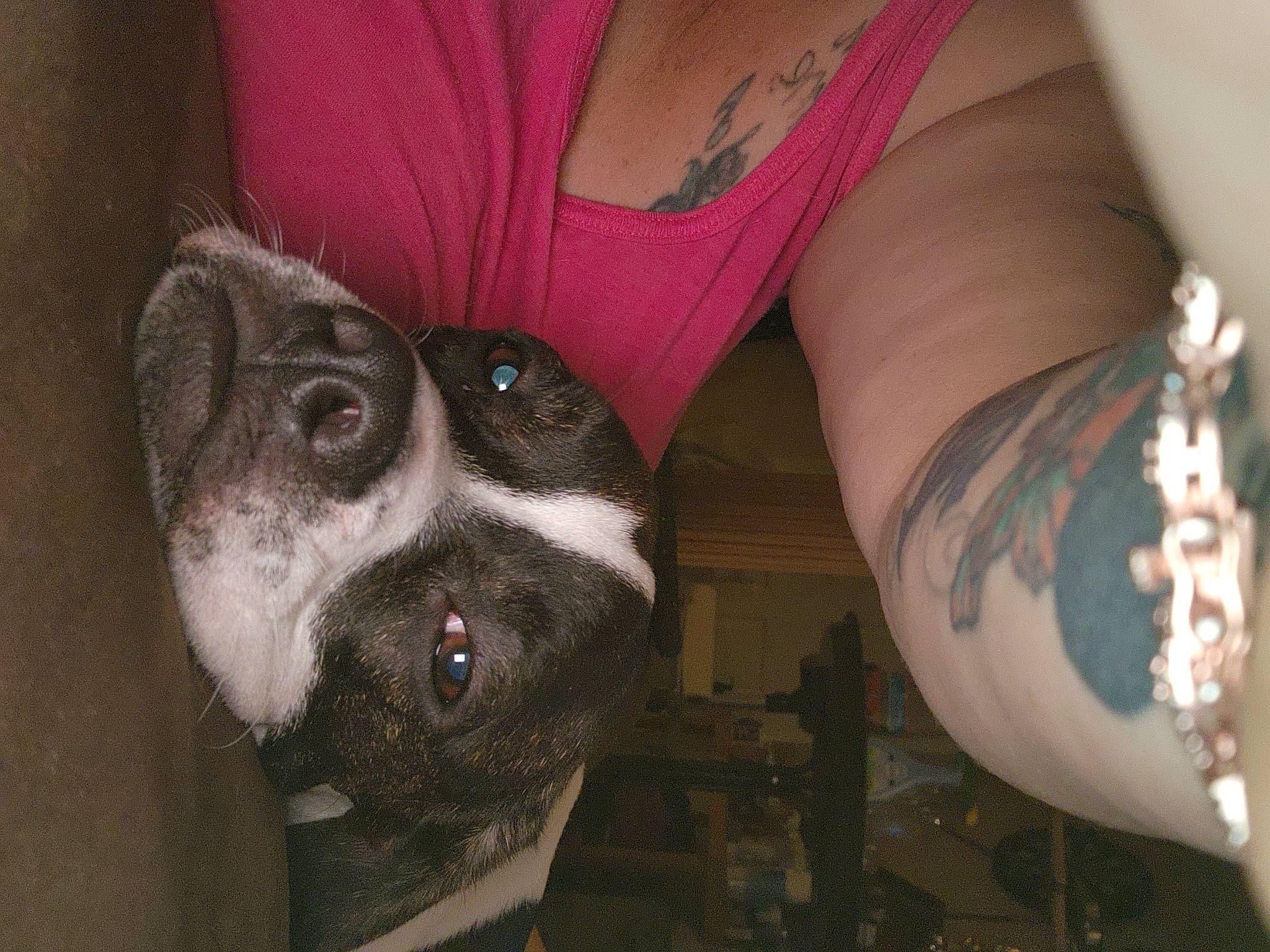 Buster is registered to the contest to win money with this photo: abdomen, carnivore, companion_dog, dog, dog_breed, elbow, fashion_accessory, fawn, flesh, foot, fur, human_leg, jewellery, knee, pattern, temporary_tattoo, thigh, whiskers, working_animal, wrist