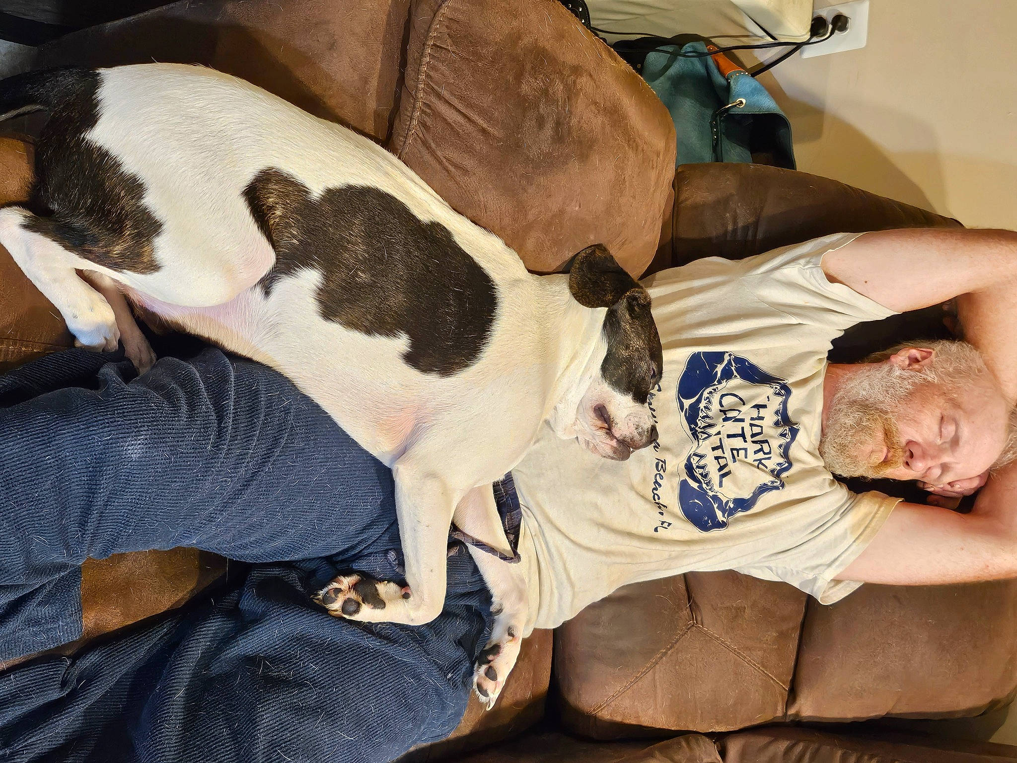 Buster is registered to the contest to win money with this photo: canidae, carnivore, comfort, companion_dog, couch, dog, dog_breed, elbow, fawn, felidae, fur, human_leg, knee, lap, linens, paw, small_to_medium_sized_cats, sporting_group, tail, thigh