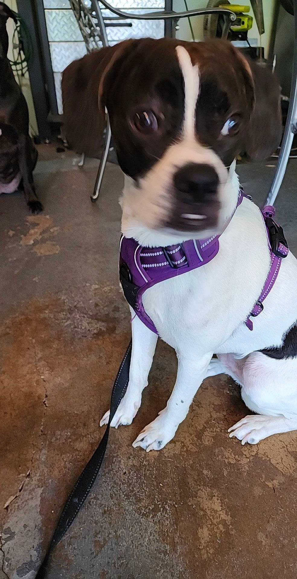 Buster joined the competition — help win amazing prizes! art, boston_terrier, carnivore, collar, companion_dog, dog, dog_breed, dog_clothes, dog_collar, dog_supply, eyewear, fashion_accessory, fur, leash, non_sporting_group, pet_supply, snout, whiskers, working_animal, working_dog