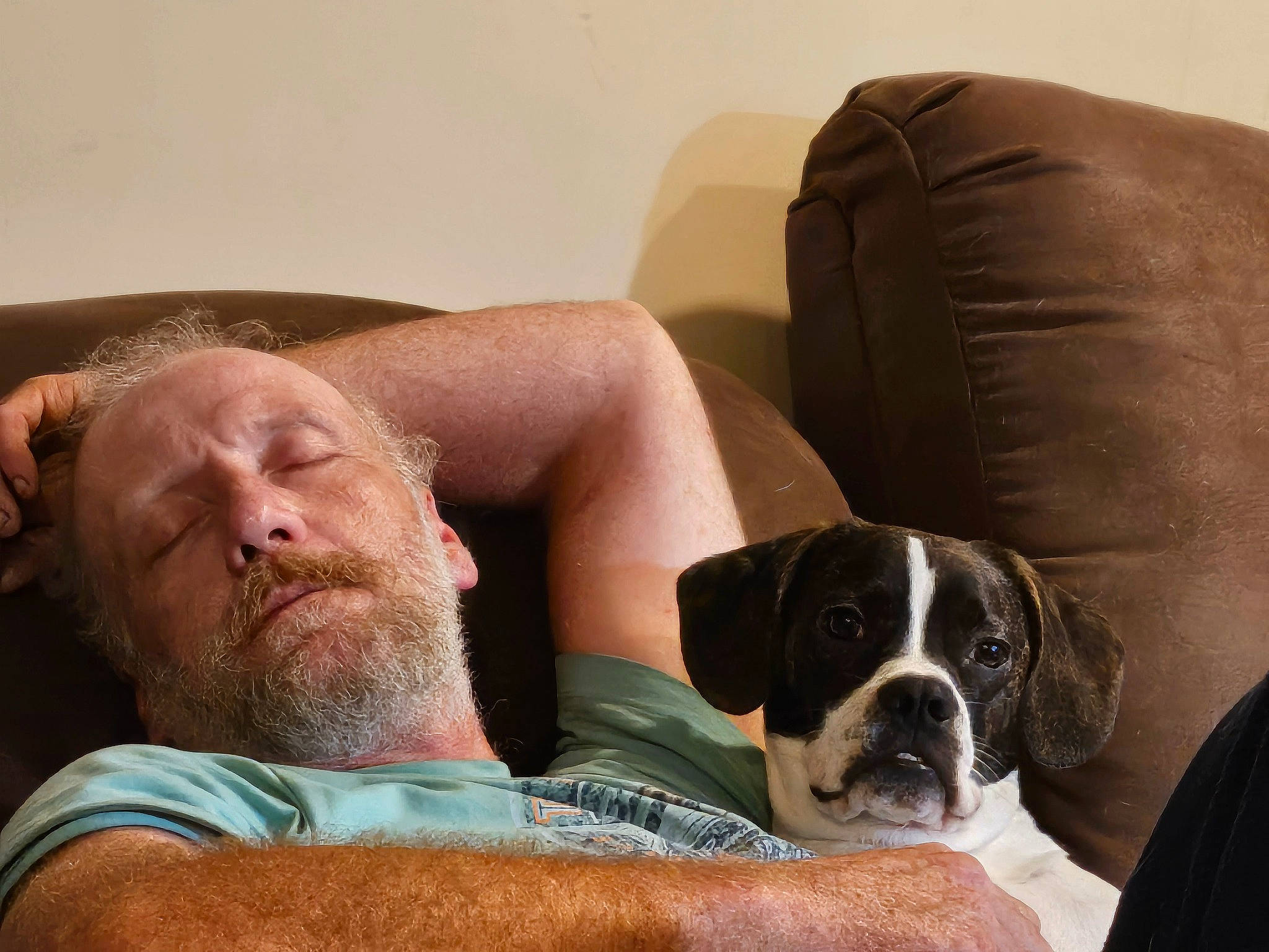 Buster joined the competition — help win amazing prizes! beard, bored, carnivore, chair, club_chair, comfort, companion_dog, couch, dog, dog_breed, fawn, furniture, human_leg, knee, lap, sitting, snout, sporting_group, thigh, working_animal