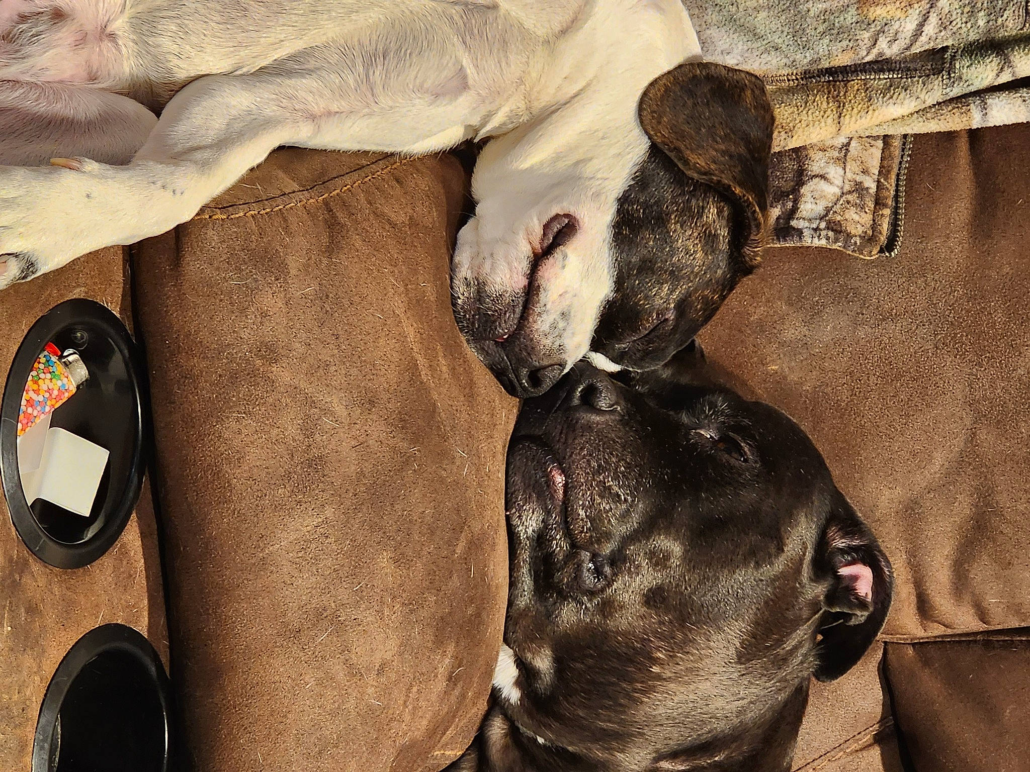 Buster joined the competition — help win amazing prizes! art, audio_equipment, canidae, carnivore, comfort, dog, dog_breed, fawn, fur, grey, liver, livestock, pack_animal, snout, sporting_group, terrestrial_animal, wildlife, wood, working_animal, wrinkle