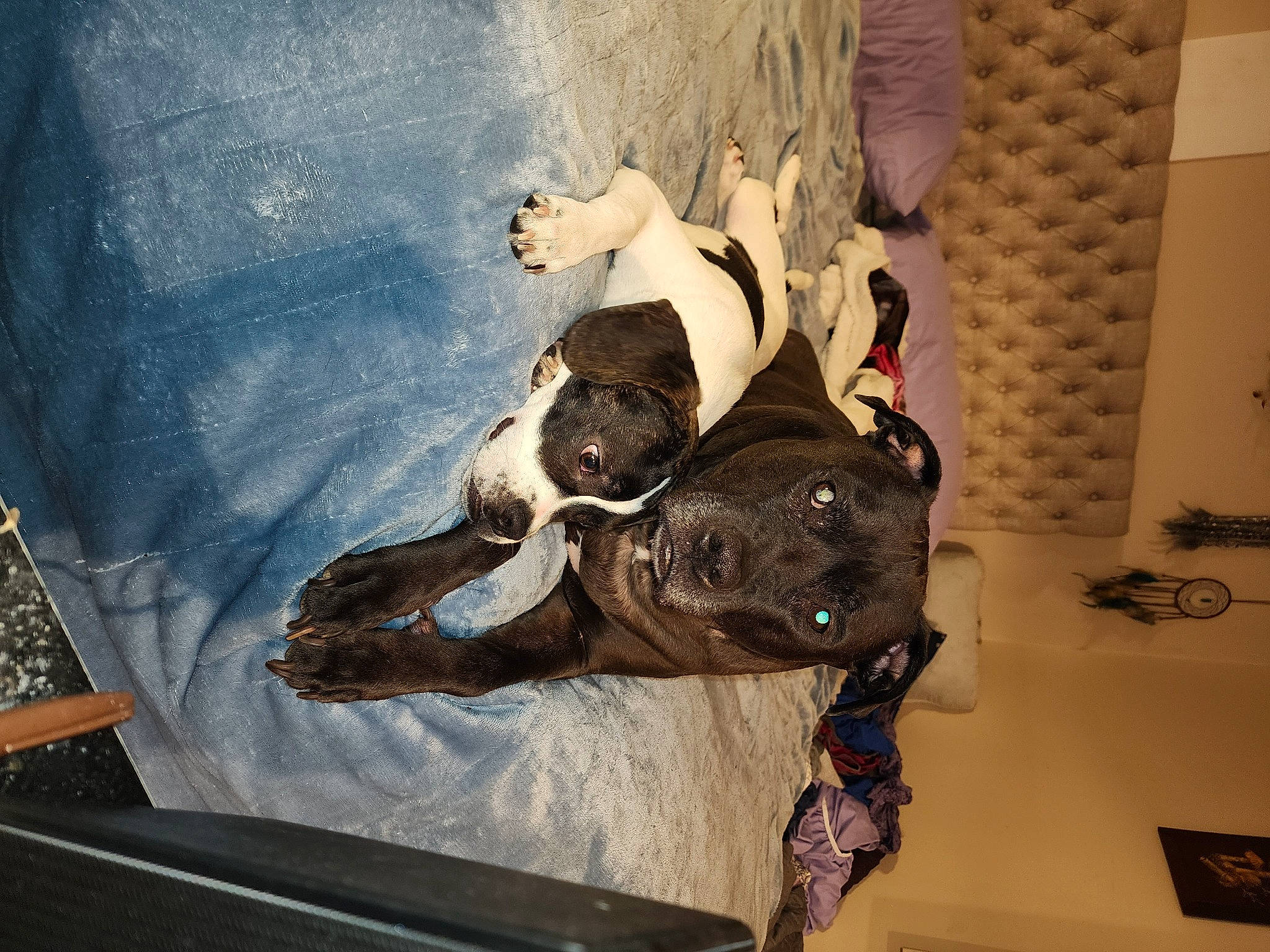 Buster joined the competition — help win amazing prizes! art, carmine, comfort, fur, paint, painting, paper, personal_protective_equipment, room, sculpture, sporting_group, visual_arts