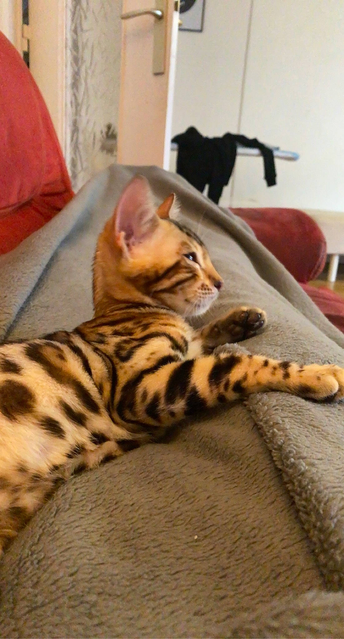 Kiba a rejoint le concours — aidez-le/la à gagner de superbes lots ! carnivore, cat, chair, comfort, domestic_short_haired_cat, fawn, felidae, fur, hardwood, mammal, paw, room, small_to_medium_sized_cats, snout, tail, terrestrial_animal, vertebrate, whiskers, wildlife, wood