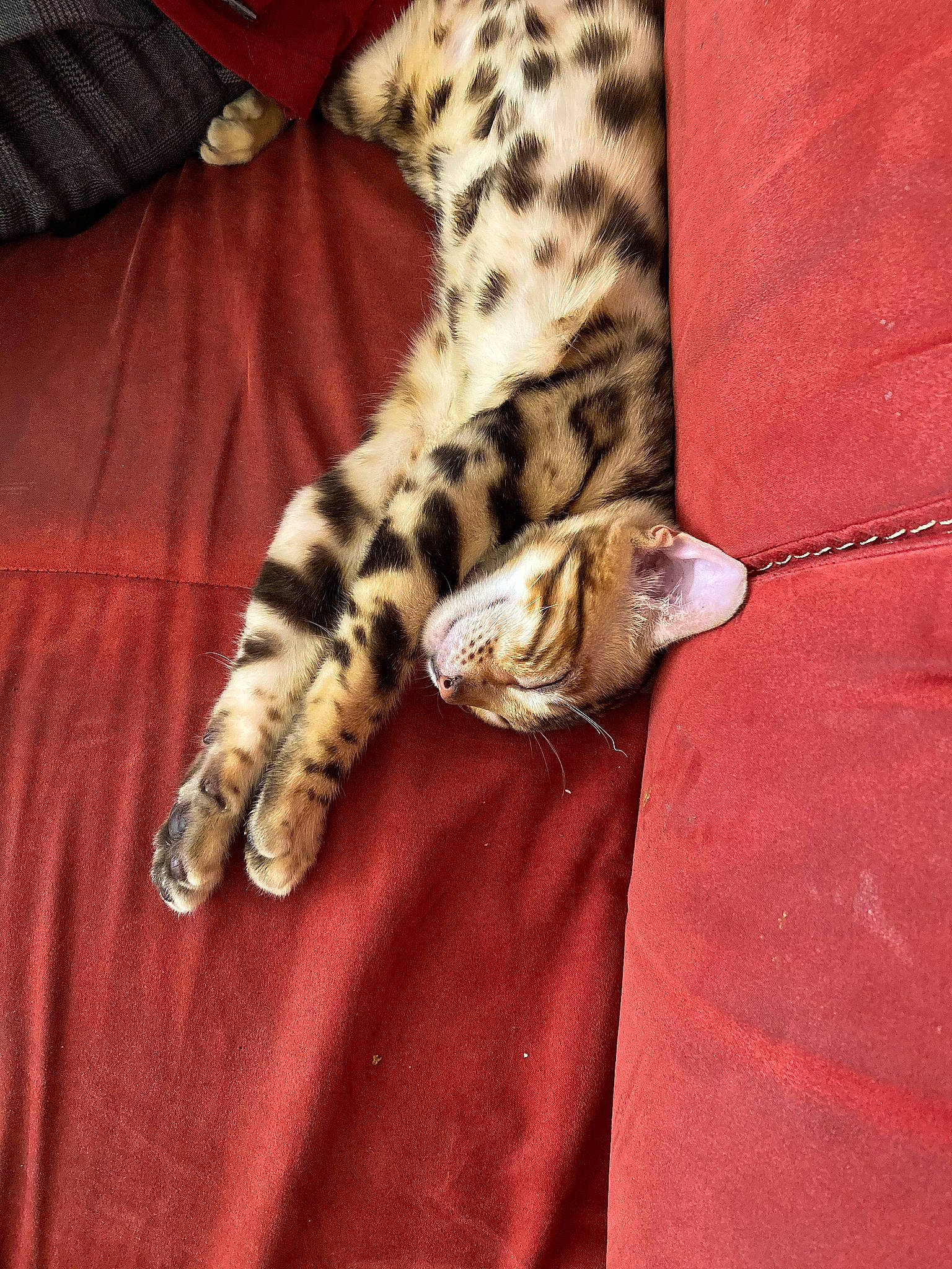 Kiba participe au concours pour gagner de l'argent avec cette photo : carnivore, cat, comfort, domestic_short_haired_cat, fawn, felidae, foot, human_leg, linens, military_camouflage, pattern, paw, sleeve, small_to_medium_sized_cats, tail, terrestrial_animal, textile, thigh, whiskers, wood