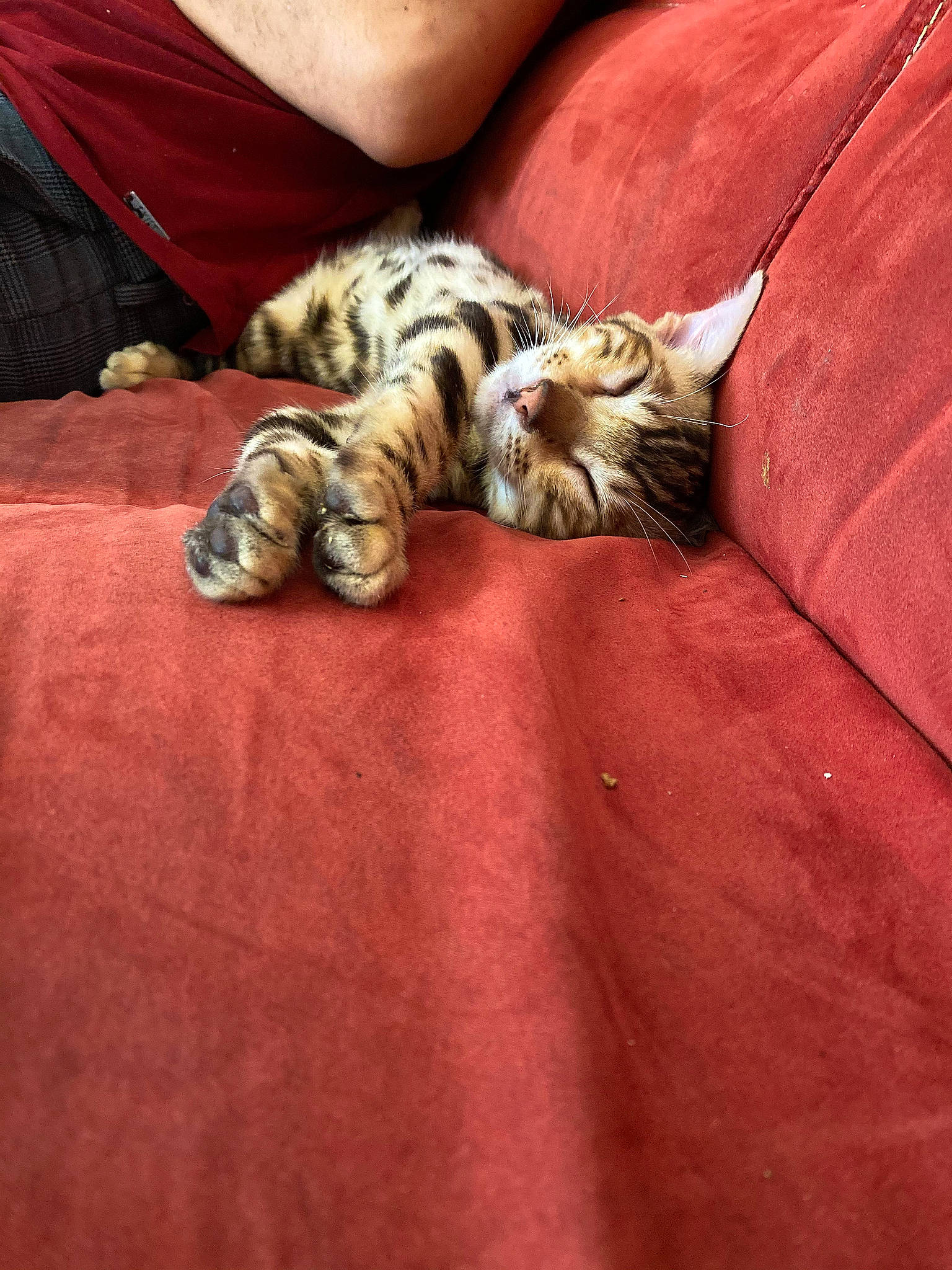 Kiba participe au concours pour gagner de l'argent avec cette photo : bed, carnivore, cat, claw, comfort, couch, domestic_short_haired_cat, eye, felidae, fur, human_leg, nail, pattern, paw, small_to_medium_sized_cats, tail, terrestrial_animal, textile, whiskers, wood