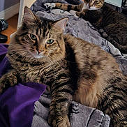 Poofy is registered to the contest to win money with this photo: animal, bed, blanket, cat, cats, couch, domestic_cat, door, feline, furniture, indoor, lamp, living_room, pet, pillow, purple, relaxing, resting, tabby_cat, wooden_floor