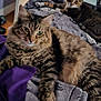 animal, bed, blanket, cat, cats, couch, domestic_cat, door, feline, furniture, indoor, lamp, living_room, pet, pillow, purple, relaxing, resting, tabby_cat, wooden_floor