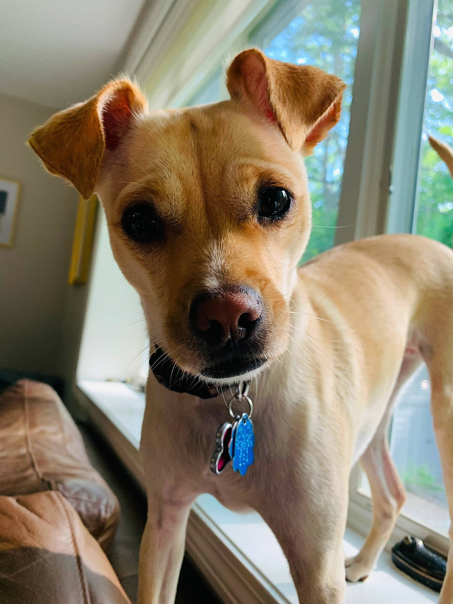 Sasha joined the competition — help win amazing prizes! canidae, carnivore, collar, companion_dog, dog, dog_breed, dog_collar, dog_supply, ear, eye, fawn, fur, leash, paw, pet_supply, snout, sporting_group, toy_dog, whiskers, working_animal