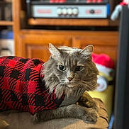 Sally is registered to the contest to win money with this photo: cat, gray_cat, pet, animal, feline, indoor, sweater, red_and_black, checkered_pattern, cushion, furniture, wooden, blurred_background, cozy, relaxed, whiskers, ears, eyes, portrait, domestic_animal