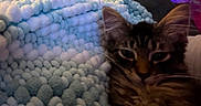 Maui is registered to the contest to win money with this photo: cat, kitten, tabby, furry, long_hair, whiskers, ears, eyes, face, animal, pet, cozy, blanket, textile, blue, white, indoors, close_up, portrait, sleepy