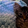 cat, kitten, tabby, furry, long_hair, whiskers, ears, eyes, face, animal, pet, cozy, blanket, textile, blue, white, indoors, close_up, portrait, sleepy