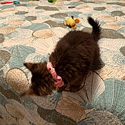 Maui joined the competition — help win amazing prizes! kitten, cat, black_cat, fluffy, long_hair, pink_bow, sleeping, curled_up, pet, animal, bed, bedspread, bedding, patterned_fabric, toy, indoor, home, cuddly, cute, photography