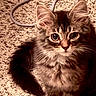 cat, fluffy, long_hair, tabby, gray, brown, pet, animal, whiskers, ears, eyes, nose, fur, sitting, lying_down, carpet, indoor, portrait, cable, close_up