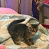 cat, tabby, long_hair, fluffy, furry, pet, animal, sitting, bed, quilt, blanket, bedroom, indoors, tail, whiskers, ears, eyes, brown, gray, portrait