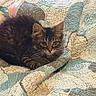 Maui is registered to the contest to win money with this photo: cat, kitten, long_hair, fluffy, feline, pet, animal, indoors, bed, quilt, blanket, bedding, resting, lying_down, portrait, brown, black, striped, whiskers, ears