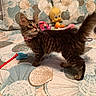 cat, kitten, fluffy, long_hair, brown_fur, standing, pet, animal, whiskers, ears, tail, collar, indoors, bed, bedding, patterned_fabric, stuffed_toy, duck_toy, cat_toy, plaything