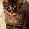 Maui is registered to the contest to win money with this photo: cat, tabby, fluffy, furry, whiskers, eyes, face, portrait, close_up, pet, animal, mammal, brown, striped, long_hair, sitting, lying_down, indoor, carpet, cushion