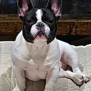 Milo is registered to the contest to win money with this photo: dog, french_bulldog, pet, animal, white, black, ears, face, paw, bed, quilt, resting, indoor, wood, wooden_background, fur, portrait, cute, canine, companion