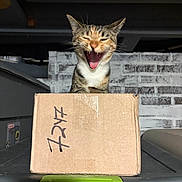 Willow joined the competition — help win amazing prizes! animal, brick_wall, cardboard_box, cat, container, ears, expression, feline, funny, fur, gray_surface, green_handle, indoor, mouth_open, pet, playful, storage, tabby_cat, whiskers, yawning