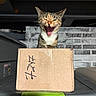 animal, brick_wall, cardboard_box, cat, container, ears, expression, feline, funny, fur, gray_surface, green_handle, indoor, mouth_open, pet, playful, storage, tabby_cat, whiskers, yawning