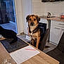 dog, kitchen, table, chair, pen, note, cabinet, stove, sitting, indoor, pet, domestic, furniture, wooden_table, black_dog, paper, shelf, appliance, tile_wall, window