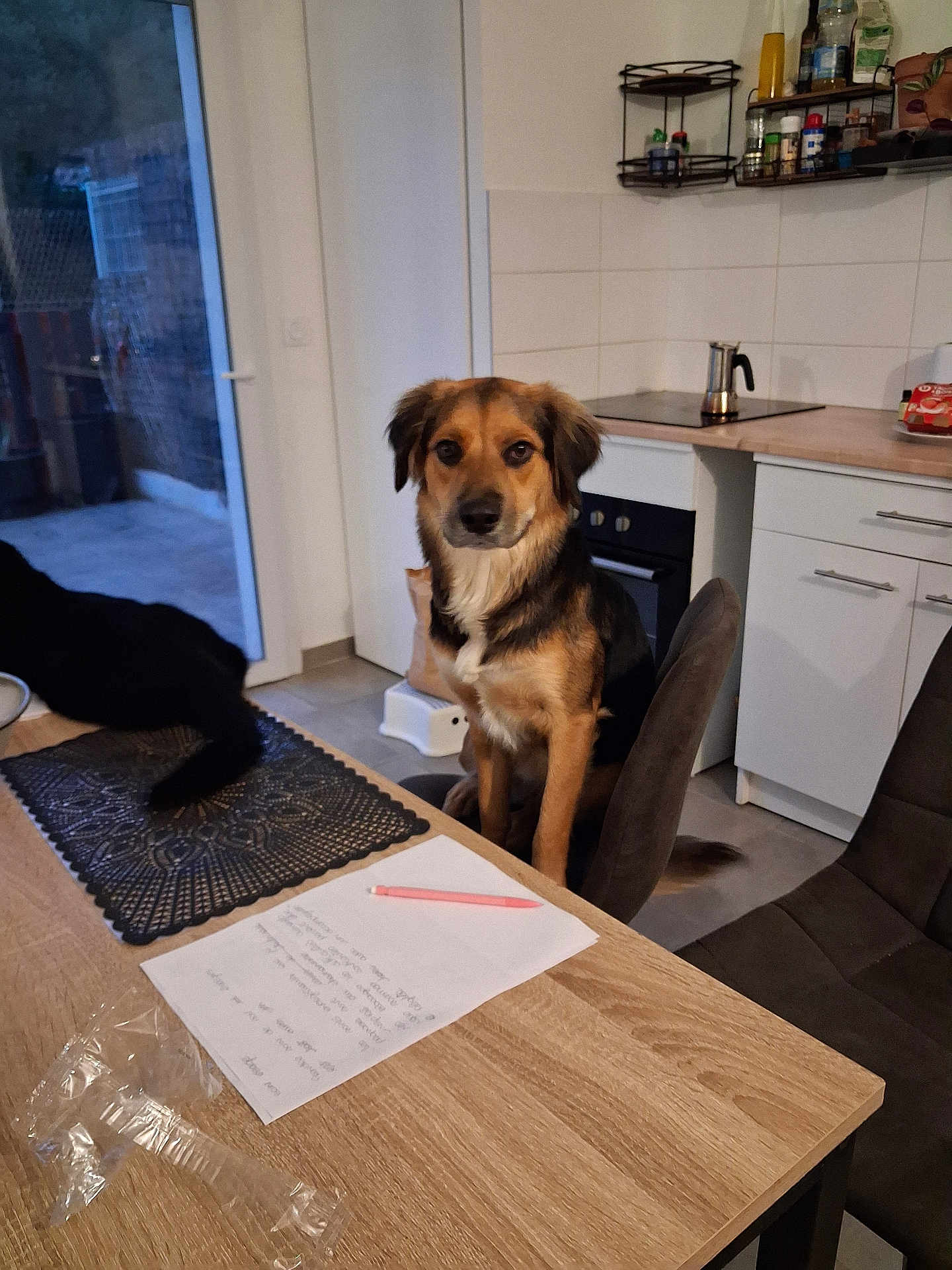 Lilith a rejoint le concours — aidez-le/la à gagner de superbes lots ! dog, kitchen, table, chair, pen, note, cabinet, stove, sitting, indoor, pet, domestic, furniture, wooden_table, black_dog, paper, shelf, appliance, tile_wall, window