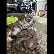 Tinker Bell joined the competition — help win amazing prizes! cat, tortoiseshell, couch, green_pillow, living_room, carpet, chair, blanket, box, toy, pet, feline, fur, relaxed, indoor, home, cozy, animal, resting, comfort