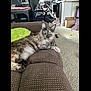 cat, tortoiseshell, couch, green_pillow, living_room, carpet, chair, blanket, box, toy, pet, feline, fur, relaxed, indoor, home, cozy, animal, resting, comfort