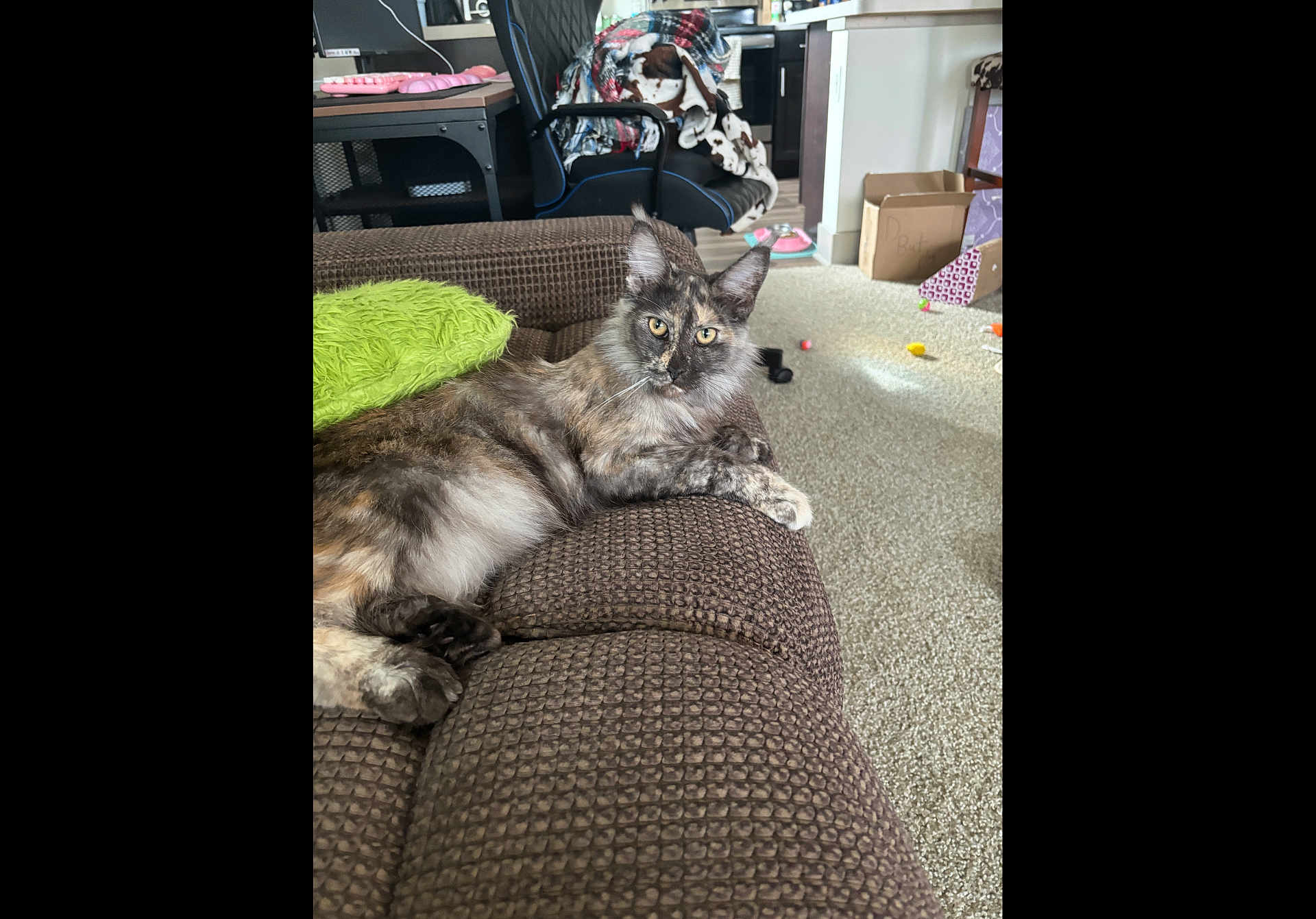 Tinker Bell joined the competition — help win amazing prizes! cat, tortoiseshell, couch, green_pillow, living_room, carpet, chair, blanket, box, toy, pet, feline, fur, relaxed, indoor, home, cozy, animal, resting, comfort