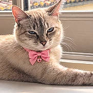 Happy participe au concours pour gagner de l'argent avec cette photo : blue_eyes, cat, close_up, collar, daylight, ears, feline, fluffy, fur, heart_charm, home, indoors, long_hair, lounging, pet, pink_bow, portrait, sitting, whiskers, window