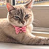blue_eyes, cat, close_up, collar, daylight, ears, feline, fluffy, fur, heart_charm, home, indoors, long_hair, lounging, pet, pink_bow, portrait, sitting, whiskers, window
