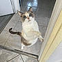 cat, indoor, tile_floor, curious, pet, standing, white, gray, brown, doorway, animal, cute, feline, looking_up, whiskers, ears, tail, paw, home, domestic