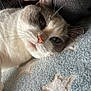 cat, blue_eyes, white_fur, gray_fur, whiskers, pet, close_up, lying_down, blanket, star_pattern, soft_texture, relaxed, indoor, cute, animal, feline, resting, cozy, comfort, nap_time