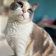 Chipie participe au concours pour gagner de l'argent avec cette photo : cat, blue_eyes, fluffy, close_up, portrait, indoor, domestic_cat, feline, soft_fur, whiskers, pink_nose, sitting, blurred_background, calm, cute, pet, animal, mammal, focused