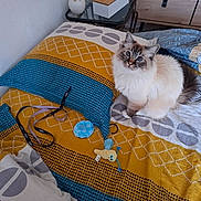 Milo a rejoint le concours — aidez-le/la à gagner de superbes lots ! cat, bed, pillow, blanket, toy, lanyard, tissue_box, bedroom, furniture, decor, fluffy_cat, blue_eyes, indoor, cozy, colorful, patterned, soft, pet, resting, cute