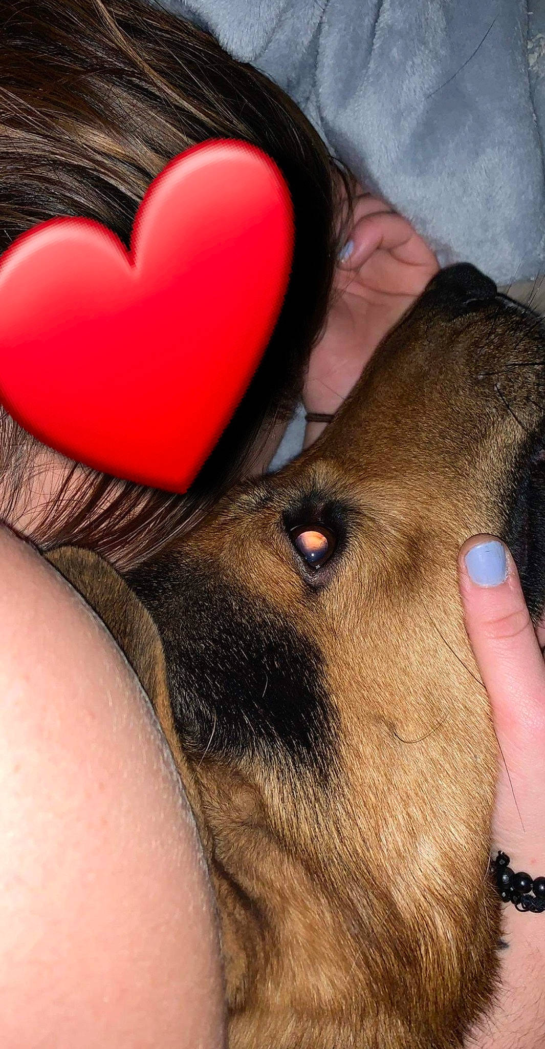 Junior a rejoint le concours — aidez-le/la à gagner de superbes lots ! canidae, carnivore, dog_breed, ear, fawn, fur, heart, love, organ, puppy_love, snout