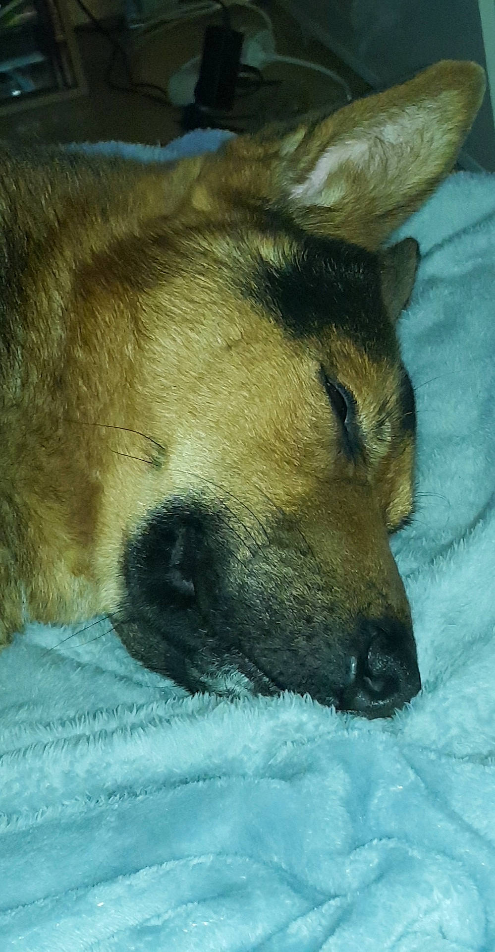 Junior a rejoint le concours — aidez-le/la à gagner de superbes lots ! canidae, carnivore, chinook, dog, dog_breed, fawn, mammal, nap, norwegian_elkhound, snout, street_dog, vertebrate, whiskers