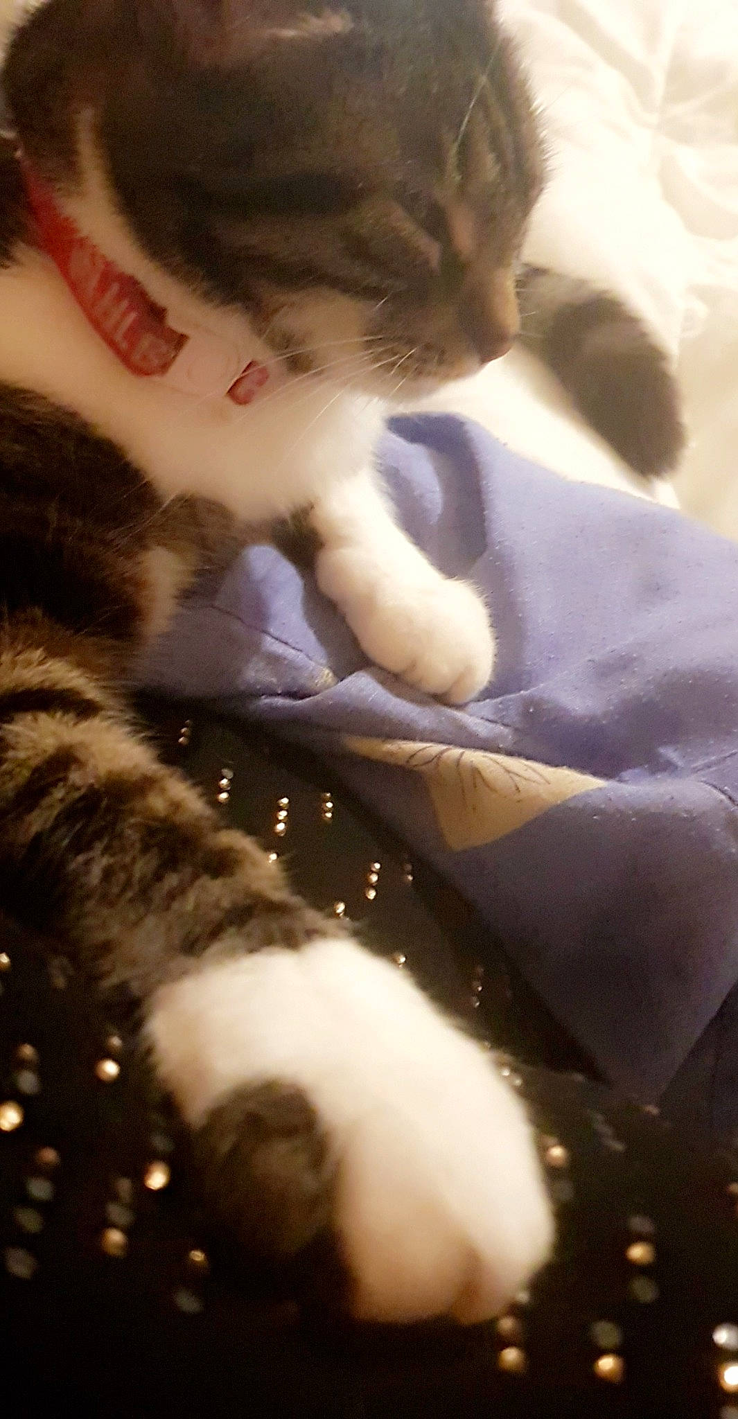 Gribouille participe au concours pour gagner de l'argent avec cette photo : carnivore, cat, domestic_short_haired_cat, ear, european_shorthair, fawn, felidae, fur, kitten, paw, polydactyl_cat, small_to_medium_sized_cats, tail, whiskers