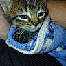 M.j. joined the competition — help win amazing prizes! animal, blanket, blue, cat, closeup, cozy, cute, ears, face, fur, human_arm, kitten, pet, sleepy, soft, tabby, whiskers, white, wrapped, young