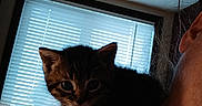 M.j. is registered to the contest to win money with this photo: animal, blinds, cat, closeup, companion, cozy, curious, cute, domestic, feline, indoor, kitten, person, pet, portrait, shadow, shoulder, soft_light, window, young