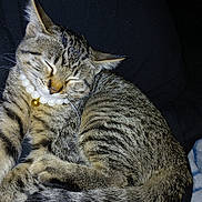 M.j. joined the competition — help win amazing prizes! animal, bell, cat, close_up, cozy, curled_up, cute, domestic_cat, feline, fur, indoor, necklace, pearl, pet, relaxed, resting, sleeping, soft, tabby, whiskers