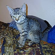 M.j. is registered to the contest to win money with this photo: cat, kitten, tabby_cat, pet, indoor, bed, blanket, pillow, wall, green_eyes, whiskers, tail, paws, fur, staring, young, portrait, domestic_animal, flash, furniture